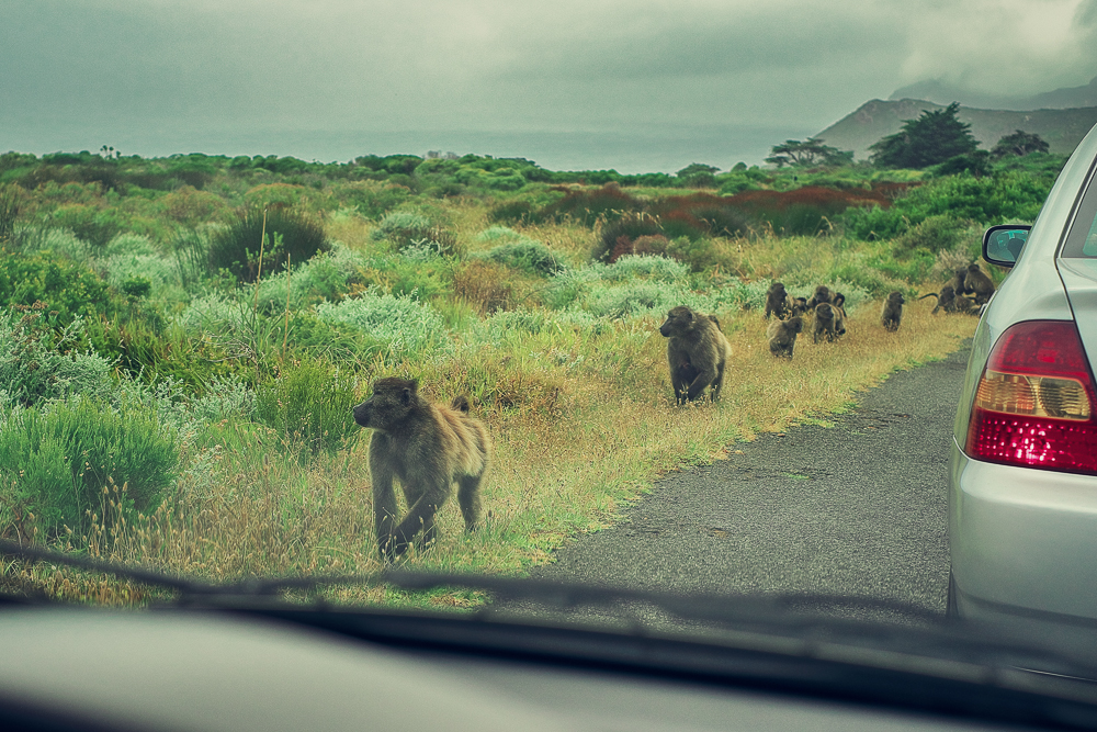 Monkey Business